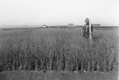 Spring Wheat