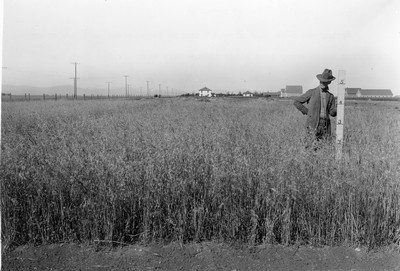 Spring Wheat