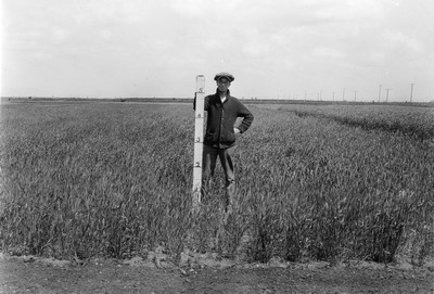Winter Wheat