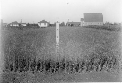 Spring Wheat