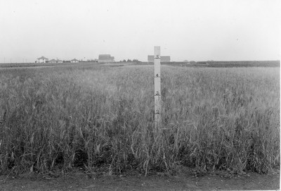 Winter Wheat