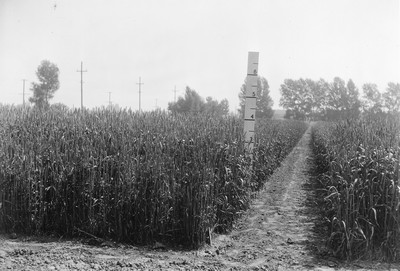 Spring Wheat