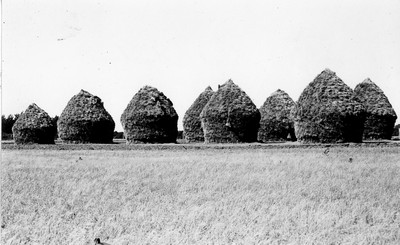 Wheat - Threshing