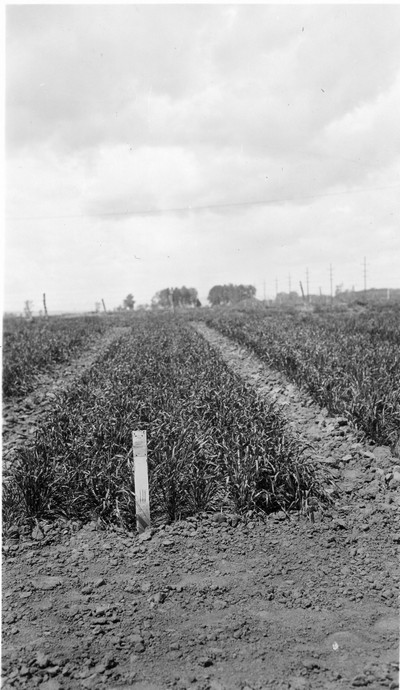 Winter Wheat