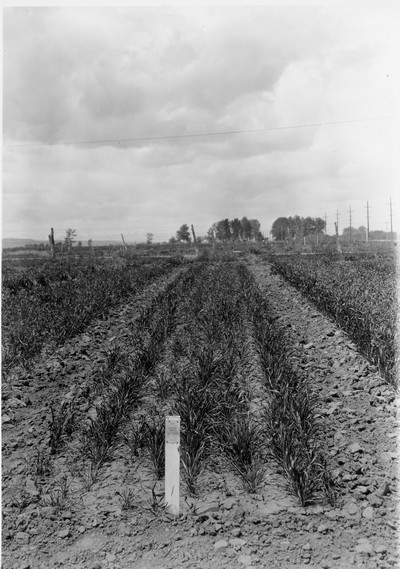 Winter Wheat