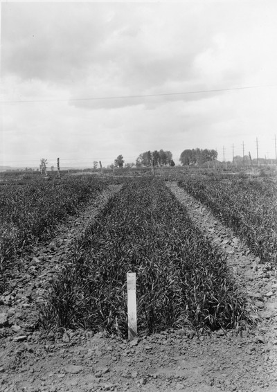Winter Wheat