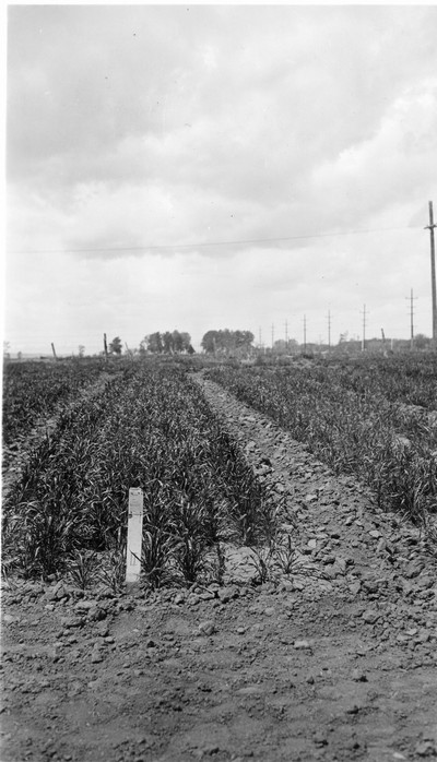 Winter Wheat