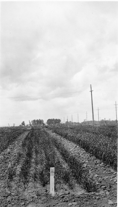 Winter Wheat