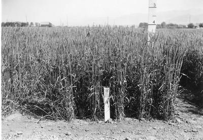 Wheat Varieties