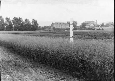 Wheat Varieties
