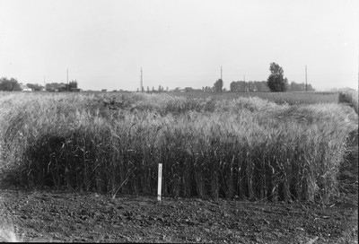 Wheat Varieties