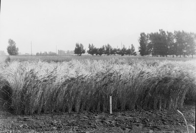 Wheat Varieties