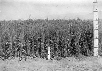 Wheat Varieties