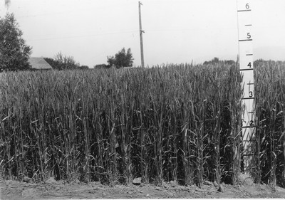 Wheat Varieties