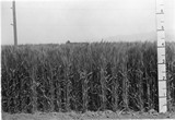 Wheat Varieties