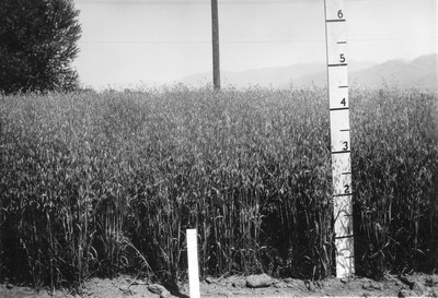 Wheat Varieties