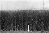 Wheat Varieties
