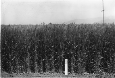 Wheat Varieties