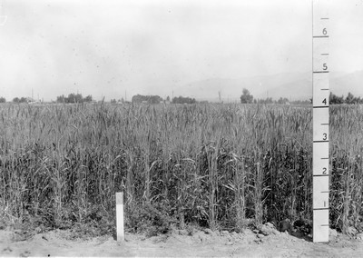 Wheat Varieties