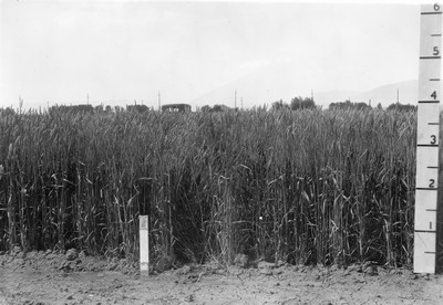 Wheat Varieties