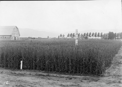 Wheat Varieties