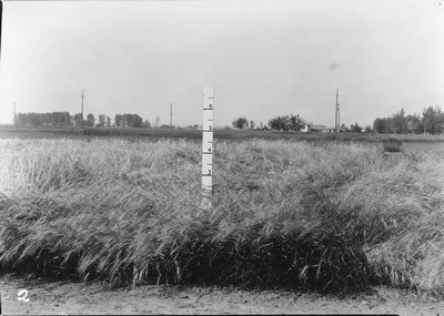 Wheat Varieties
