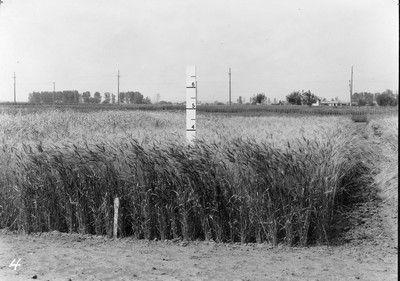 Wheat Varieties