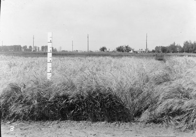 Wheat Varieties