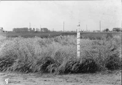 Wheat Varieties