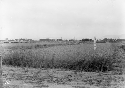 Wheat Varieties