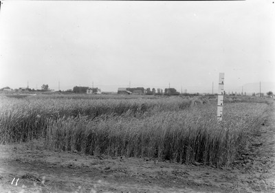 Wheat Varieties