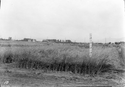Wheat Varieties