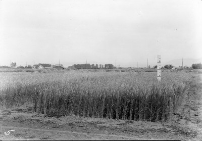Wheat Varieties