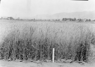 Wheat Varieties