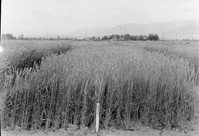 Wheat Varieties