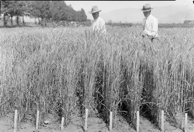 Wheat Varieties