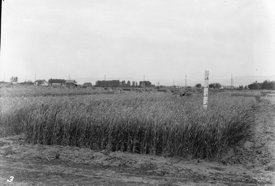 Wheat Varieties