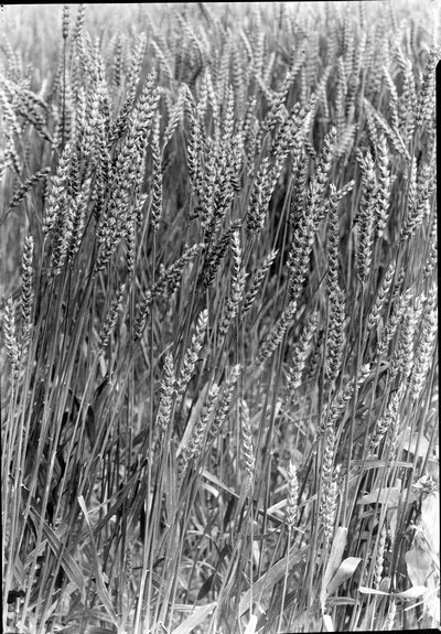 Wheat Varieties