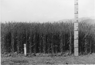 Wheat Varieties