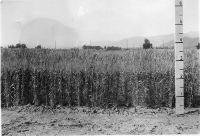 Wheat Varieties