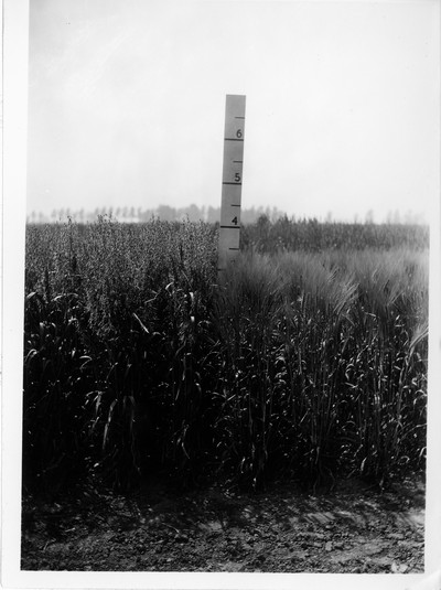 Wheat Varieties