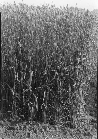 Wheat Varieties