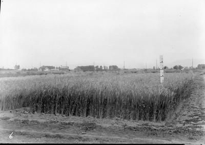 Wheat Varieties