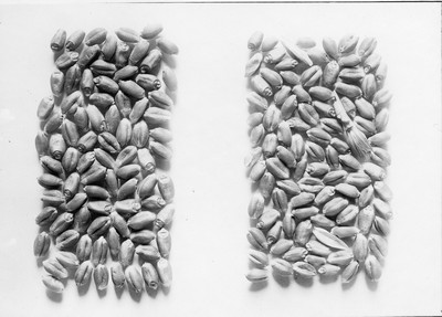 Wheat Varieties