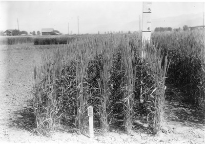 Wheat Varieties