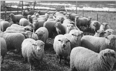 Sheep