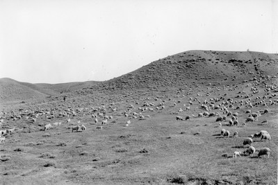 Sheep