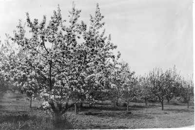 Orchard