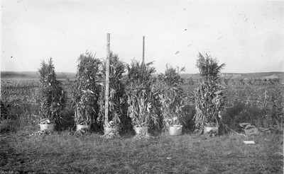 Corn
