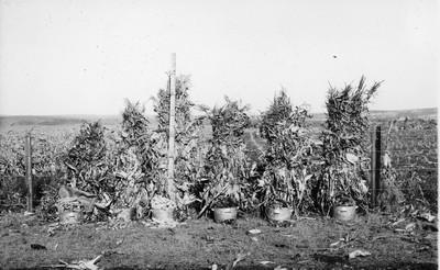 Corn
